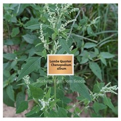 Lambs Quarters | 100 Seeds | Super Food | Chenopodium album | Lambsquarters