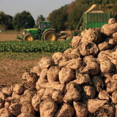 200 Sugar Beet Seeds — Natural Source of Sugar — LARGE