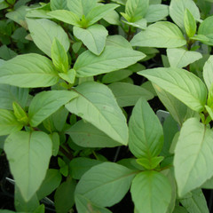 Lime Basil Seeds | Heirloom / Non-GMO | Free Shipping | Herb Seeds | 1127