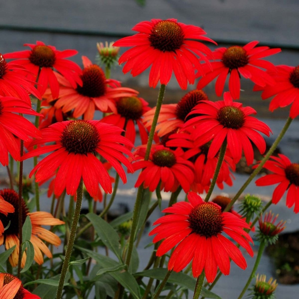 50 Red Salsa Coneflower Seeds Echinacea Perennial Seed Flowers US SELLER