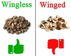 400 Moringa Oleifera Seeds 1 oz. (4 Pack) WINGLESS Fresh Semillas de Moringa