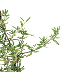 Huntington Carpet Rosemary in 3.5″ Nursery Cubes, Rosmarinus officinalis Plant