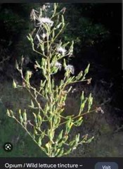 75+SEEDS Wild Prickly Lettuce Lactuca Virosa Medicinal Compass Pain Relief