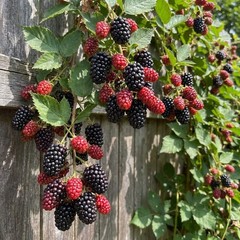 100PCS Blackberry Seeds Edible Fruit Plant Seeds for Backyard and Garden Growing