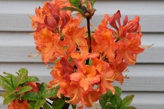 MANDARIN~Azalea Rhododendron Hybrid~STARTER Plant~MAY BE DORMANT