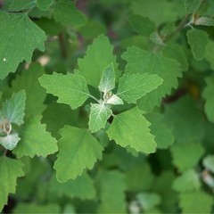 TP Seed Lambs Quarters Seed for Planting Ideal for Medicinal Planting Herb