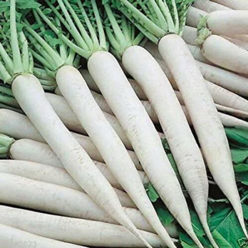 White Icicle Radish Seeds | 200 Seeds | Non-GMO | Free Shipping | 1094