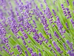 Lavender Seeds, Vera English, NON-GMO, Variety Sizes, FREE SHIPPING
