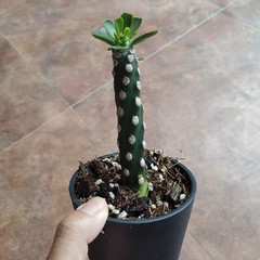 8CM Succulent Cactus Plant Euphorbia Royleana Spineless Euphorbiaceae Beautiful
