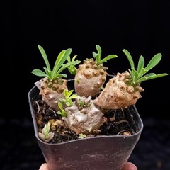 8cm Succulent Cactus Plant Euphorbia Gabizan（5-7 Heads）Cactaceae Beautiful Plant