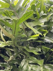 3 HAWAII Laua’e Fern Starter Microsorum scolopendria Monarch Fragrant Lei Ferns