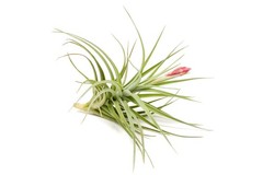 Tillandsia Leonamiana Air Plant – Easy Care Live Indoor Outdoor House Decor