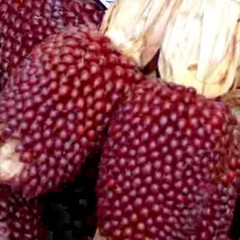 60+ STRAWBERRY RARE RUBY CORN SEEDS RED AUTUMN SWEET HEIRLOOM NON-GMO POPCORN US