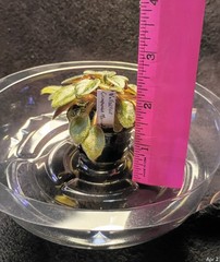 African Violet ~ Vallarta Campanas Moradas (Micro) ~ Live Plant