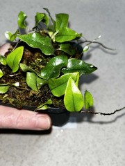 Microgramma sp. 1 Ecuador 4 Inch Pot Rare