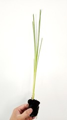 Live Cold Hardy Dwarf Cattail Aquatic Marginal Pond Plant