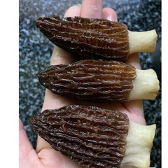 1oz – 16oz Dried Wild Morel Mushrooms, Large 大号羊肚菌 Wild Morchellas USA Seller