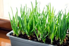 Mixed Onion Sets Red, Yellow, White Bulbs, Non-GMO 8 oz. (40+Bulbs) Shipping Now