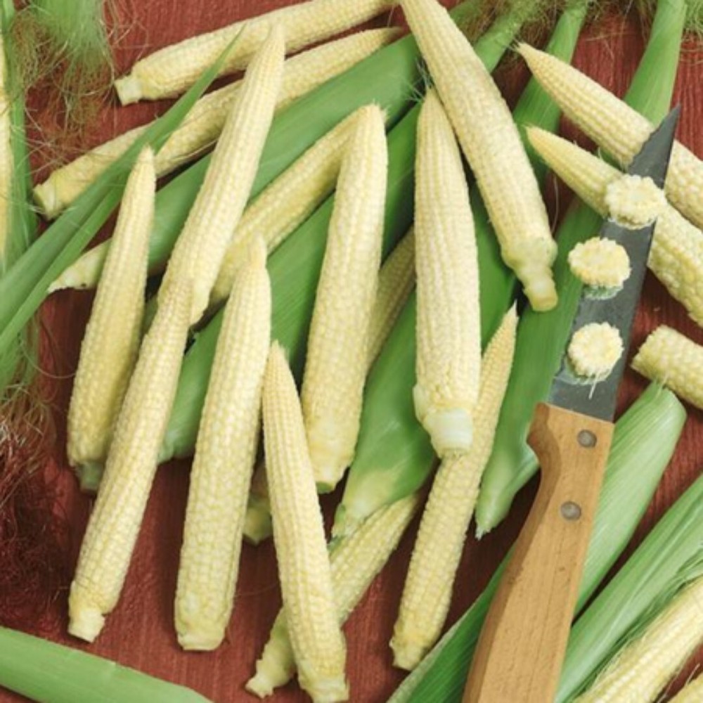 20+ Japanese Hulless Corn Seed, NON-GMO, Heirloom. #cornseeds