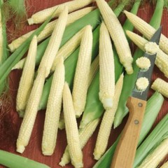 20+ Japanese Hulless Corn Seed, NON-GMO, Heirloom. #cornseeds