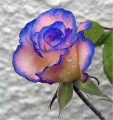 20 EXOTIC RARE ROSE SEEDS home garden flower plant bush diy sun Rosas hybrid tea