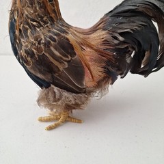 9.5″ Vintage Artificial Natural Feathered Decorative Rooster Rustic Farm Decor