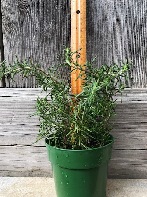 4 Live Rosemary Starting Plant – Free Shipping