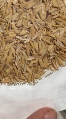 Green Lacewing Eggs in Rice Hulls – Aphid Exterminator – NaturesGoodGuys
