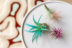 Lavender Tillandsia Air Plants – Color Enhanced Easy Care Indoor/Outdoor Decor