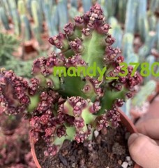 Euphorbiaceae Juss.cactus Succulent potted Home Garden Bonsai plants 8CM