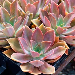 Rare Succulent Pink Graptoveria Dusty Easy Care Rooted Live Plant 3-Inch