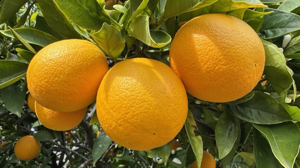10 Pounds, 1 Box Of Freshly Picked Sweet & Juicy Valencia Premium Oranges.