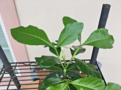 Hardy Gardenia “Nanu” small plant as shown