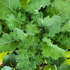 Dwarf Siberian Kale Seeds | Heirloom / Non-GMO | Free Shipping | Seed Store 1098