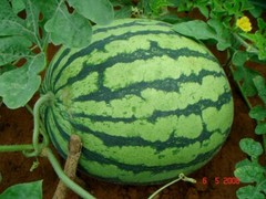 Crimson Sweet Watermelon (Citrullus lanatus), 50 seeds