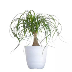 Ponytail Palm Beaucarnea Recurvata Live Easy Care Plant in 6 Inch White Decor Po