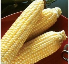 1/4 Pound ( 800 Seed) “Incredible” Variety Sweet Corn Seeds Untreated Non GMO