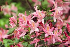 20 WESTERN AZALEA Pink White Yellow Shrub Flower Rhododendron Occidentale Seeds