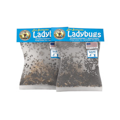 NaturesGoodGuys – Live Ladybugs – General predators