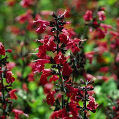 500+ Sage – RED SCARLET – SALVIA ——- Perennial —- Hummingbirds