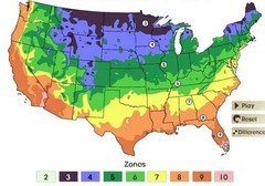 1 Dormant American plum starter plant, flowering fruit shrub/tree .Zones 3-8.
