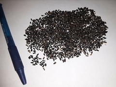 40 Heliopsis GoldenSun Yellow Sunflower Perennial Seeds~Brooklyn Botanical Club