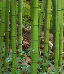 Chinese Timber Bamboo Phyllostachys Vivax Rhizome Fast Growing