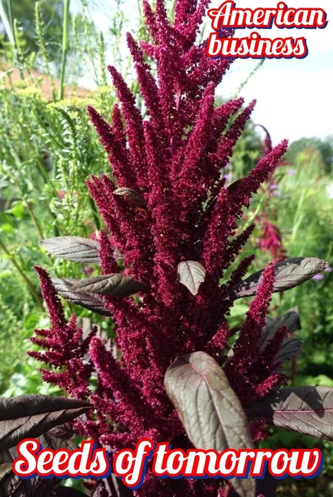 1000+ Organic Non-GMO Red Garnet Amaranth Seeds- Seeds Of Tomorrow