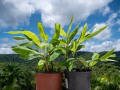 2 Shampoo Ginger Rhizomes (Zingiber Zerumbet) Awapuhi Kuahiwi for planting