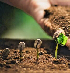 120++ Premium Coffee Seedss (Coffea sp. mundo novo) var. Mundo Novo Coffee
