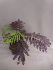 Albizia julibrissin ‘Karasuba’ black leaf [Must read description]