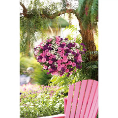 4-Pack, 4.25 In. Eco+Grande Supertunia Vista Bubblegum (Petunia) Live Plant, Pin