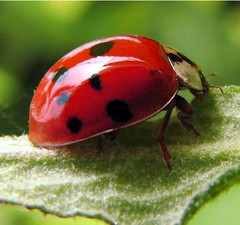 4,500 Live Ladybugs – Guaranteed Live Delivery! (3 x 1,500) FreeShipping