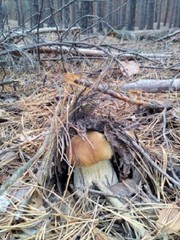 Dried porcini (Boletus) from Ukraine Carpathian mountaines.